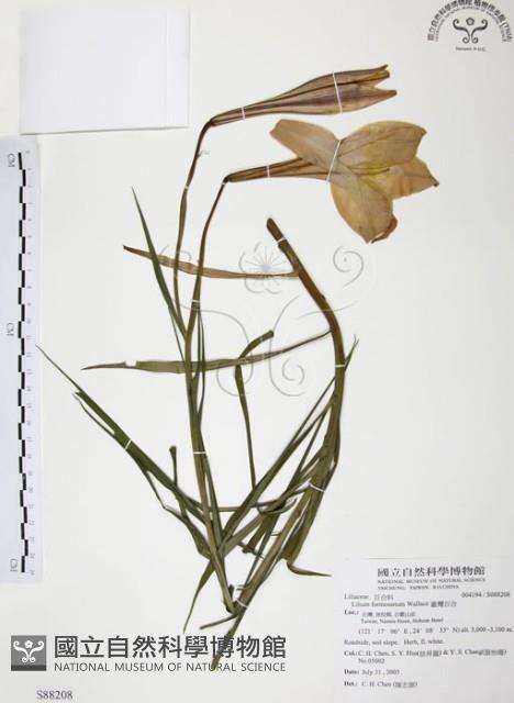 臺灣百合藏品圖，第1張