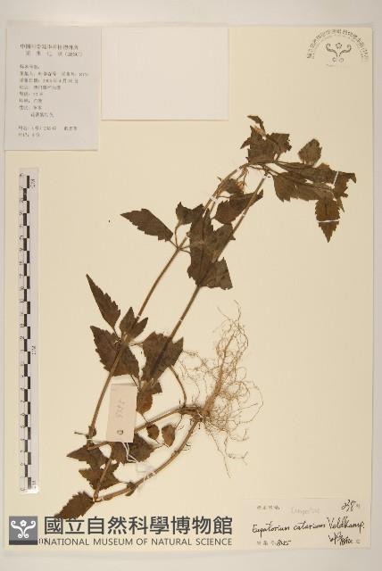 貓腥草藏品圖，第1張