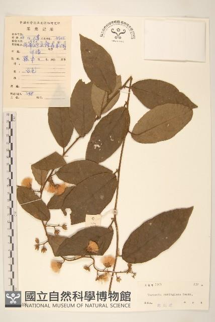 細脈斑鳩菊、毒根斑鳩菊藏品圖，第1張