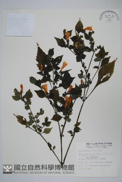 曲莖馬藍藏品圖，第1張