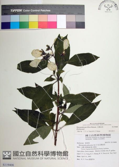 玉葉金花藏品圖，第1張