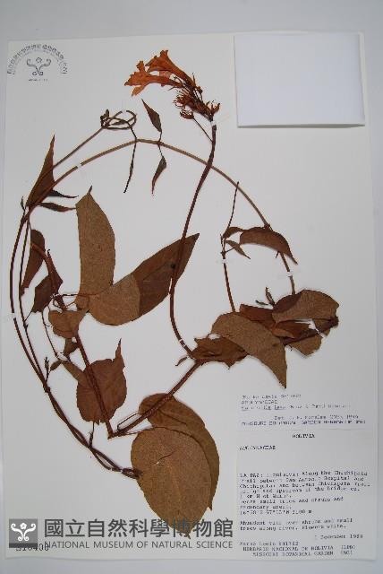 飄香藤藏品圖，第1張