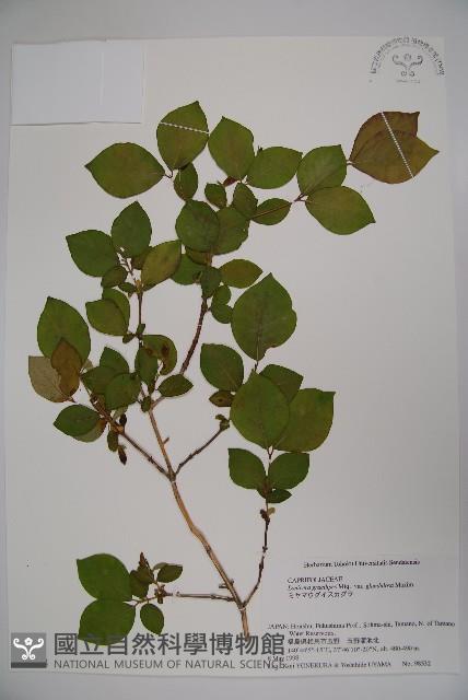 登錄號:S058408藏品圖，第1張