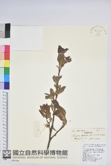 雲南越橘藏品圖，第1張