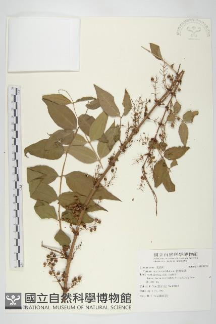 臺灣馬桑藏品圖，第1張