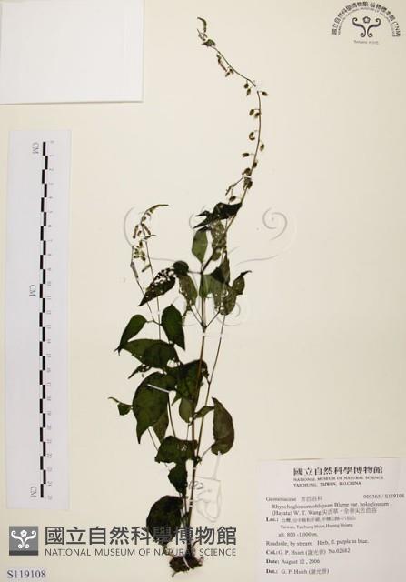 尖舌草、全唇尖舌苣苔藏品圖，第1張