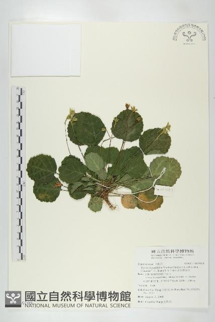 圓葉裂緣花藏品圖，第1張