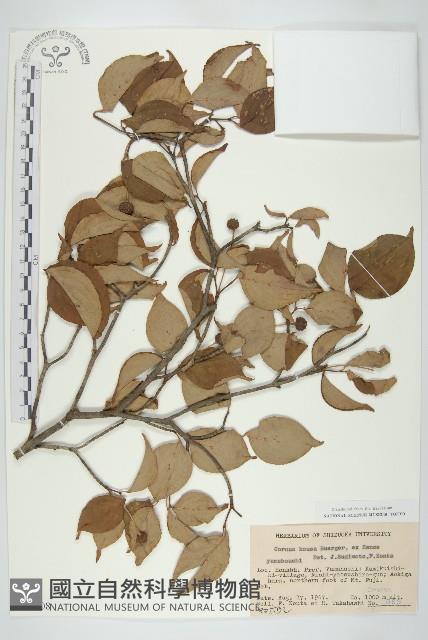 四照花藏品圖，第1張