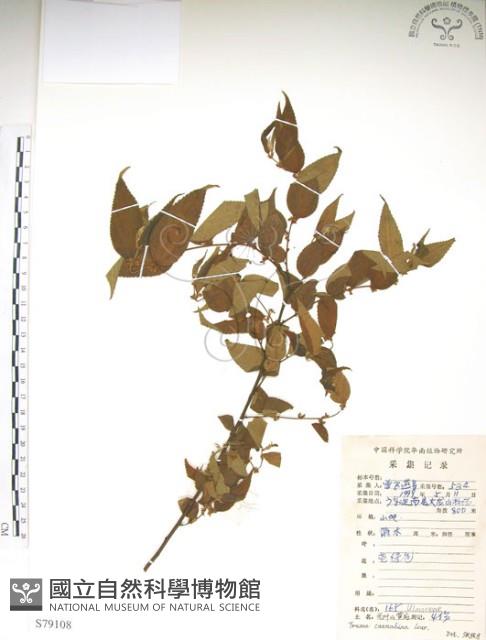 銳葉山黃麻藏品圖，第1張