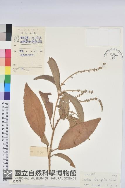 光葉巴豆藏品圖，第1張