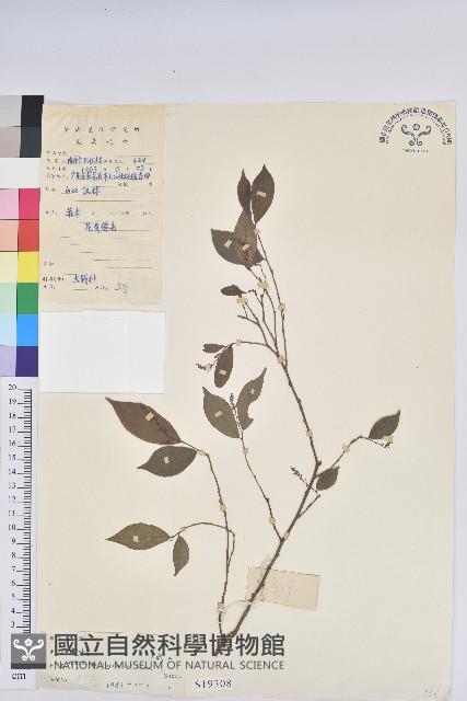 日本五月茶、南投五月茶藏品圖，第1張