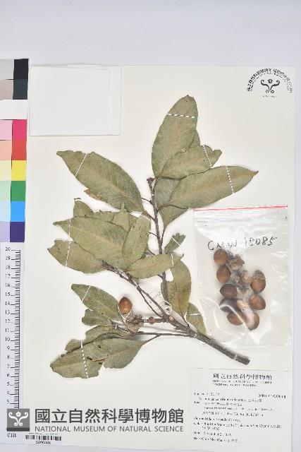 三斗石櫟藏品圖，第1張