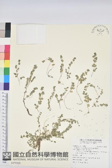 濱大戟藏品圖，第1張