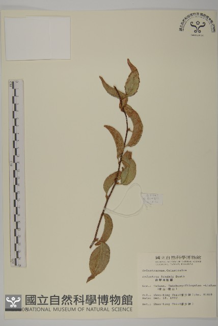 南華南蛇藤，青江藤藏品圖，第1張