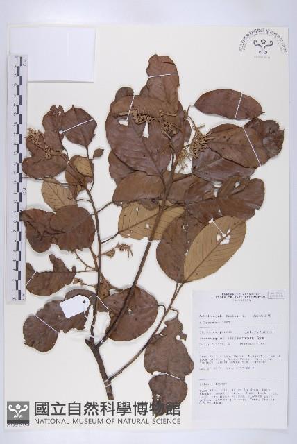 登錄號:S069808藏品圖，第1張