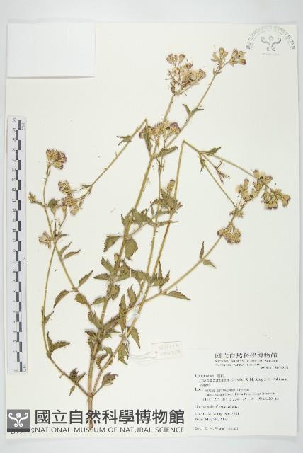 貓腥草藏品圖，第1張