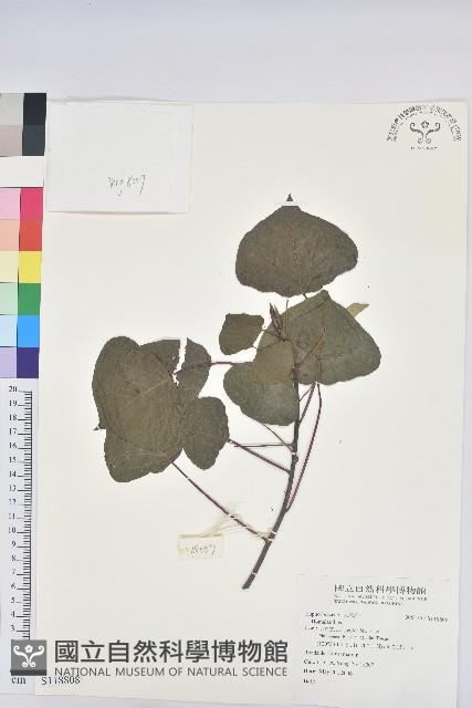 登錄號:S118808藏品圖，第1張