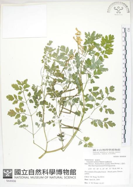 臺灣黃菫藏品圖，第1張