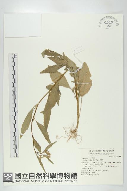 葶藶藏品圖，第1張