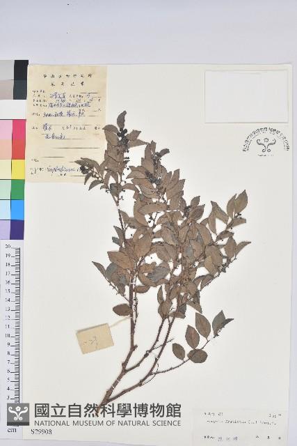 黑面神藏品圖，第1張