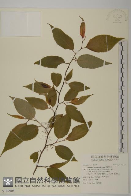 佩羅特木藏品圖，第1張