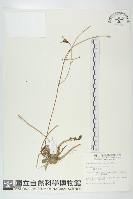 貓兒菊藏品圖，第1張