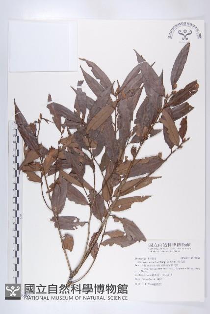 軟毛柿藏品圖，第1張