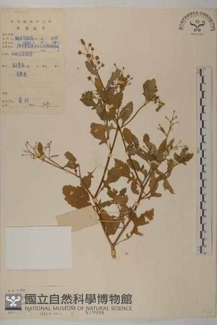 魚眼菊藏品圖，第1張