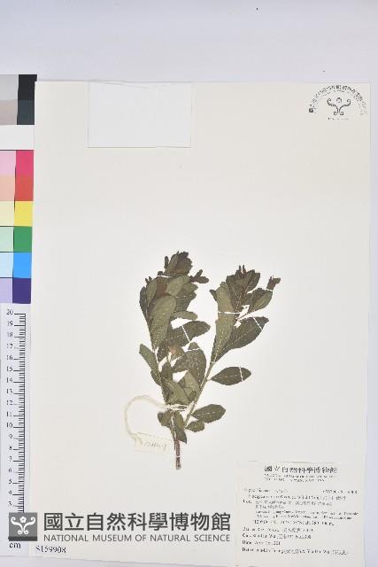 密花白飯樹藏品圖，第1張