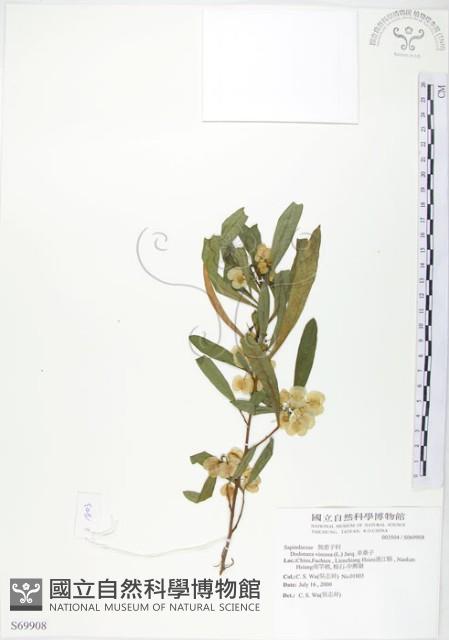 車桑子藏品圖，第1張