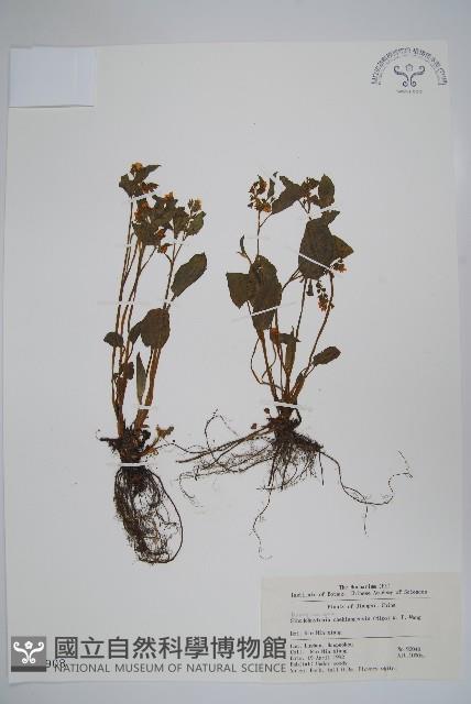 Accession Number:S018908 Collection Image, Figure 1, Total 2 Figures