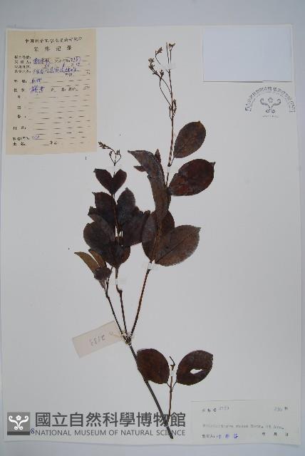 酸藤藏品圖，第1張