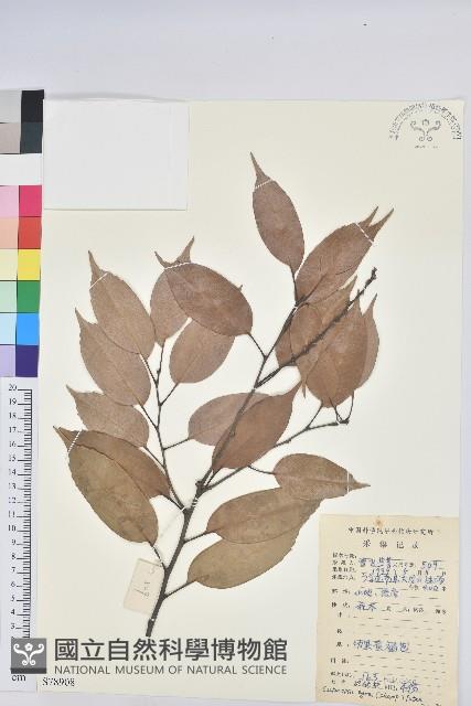 反刺苦櫧藏品圖，第1張