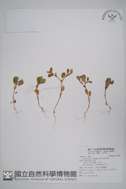 假海馬齒藏品圖，第1張