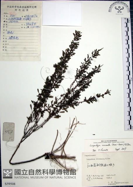 鐵掃帚、千里光藏品圖，第1張