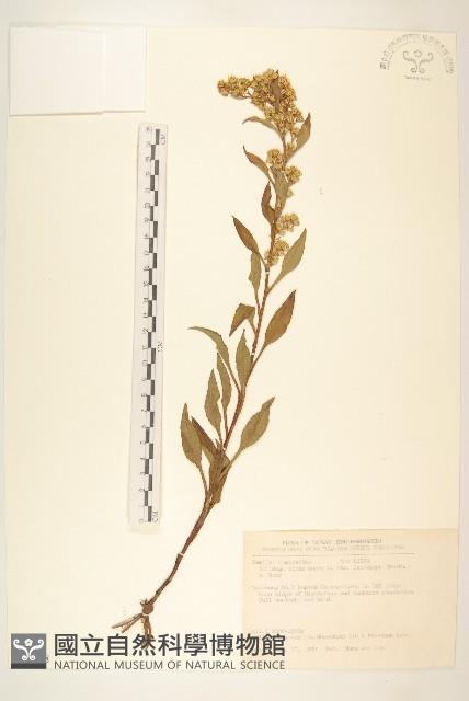 一枝黃花藏品圖，第1張