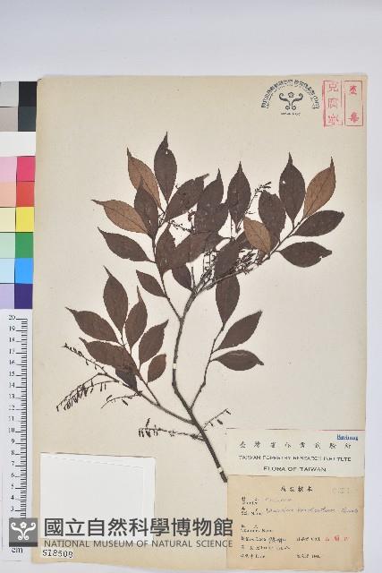 米飯花藏品圖，第1張