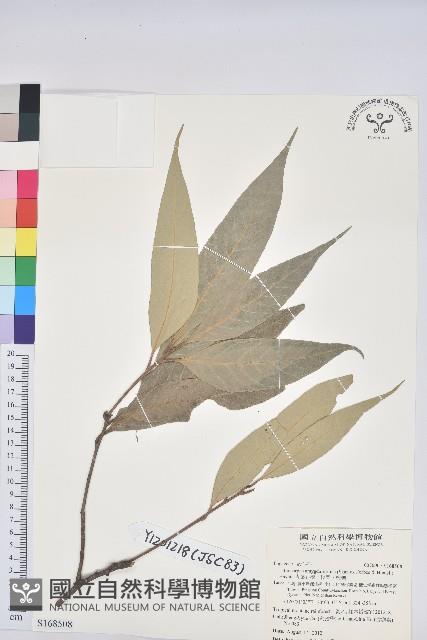 杏葉石櫟、校栗、校櫟藏品圖，第1張