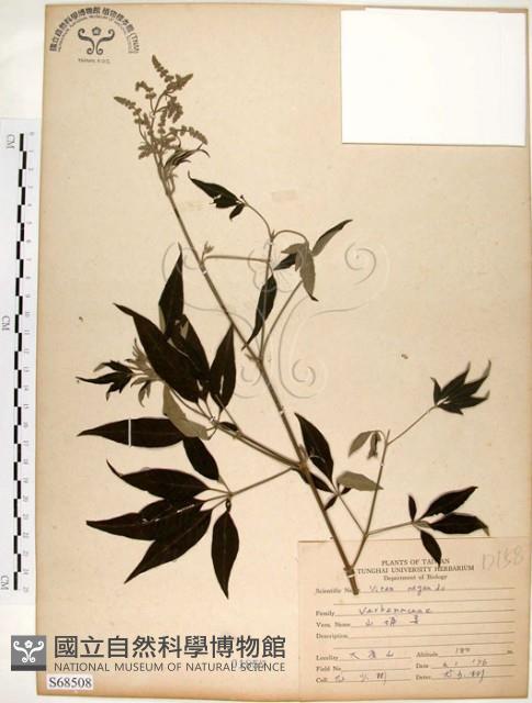 黃荊藏品圖，第1張