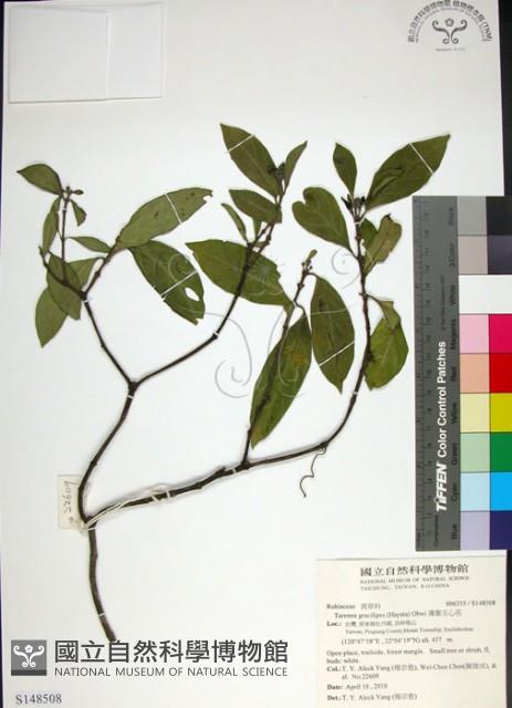 薄葉玉心花藏品圖，第1張