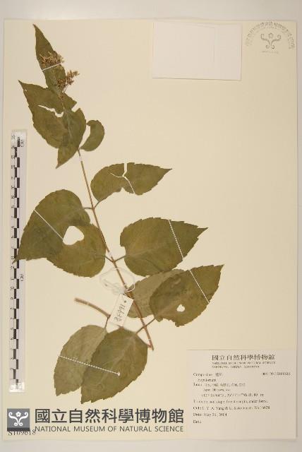 Accession Number:S109618 Collection Image, Figure 1, Total 2 Figures