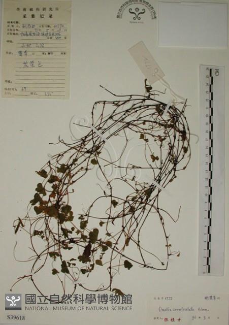 酢漿草藏品圖，第1張