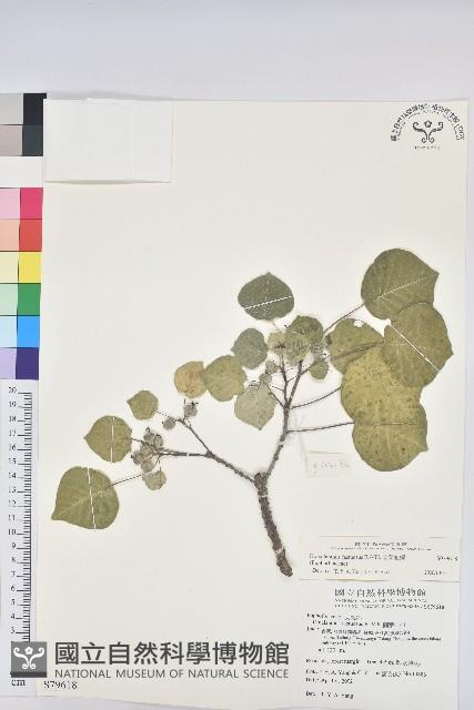 圓葉血桐藏品圖，第1張