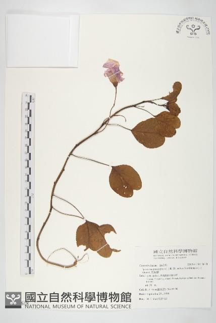 馬鞍藤藏品圖，第1張