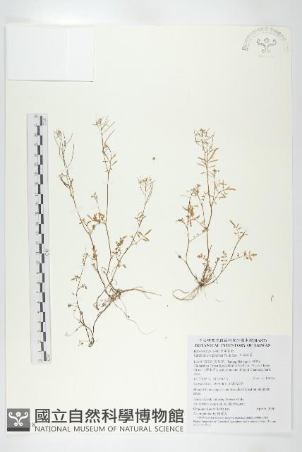 日本焊菜藏品圖，第1張