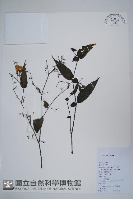 疏花馬藍藏品圖，第1張