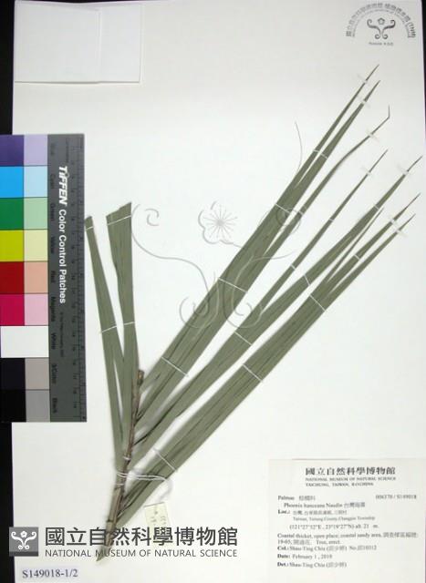 台灣海棗藏品圖，第1張