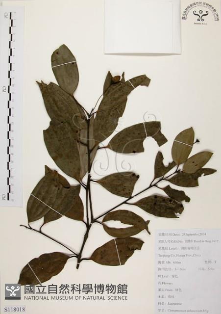 香桂藏品圖，第1張