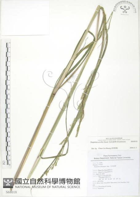 吳氏雀稗藏品圖，第1張