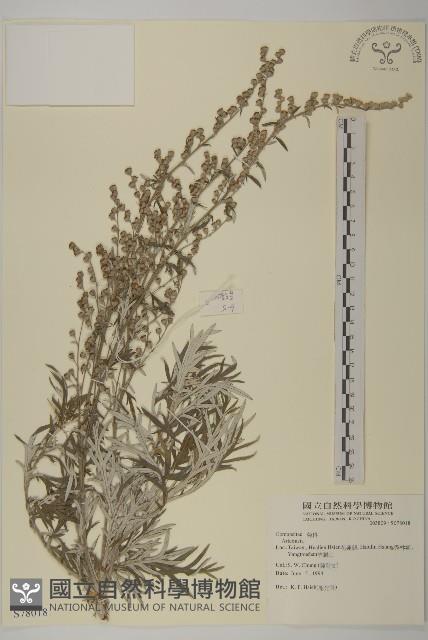 登錄號:S078018藏品圖，第1張